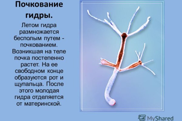 Рабочее зеркало кракен