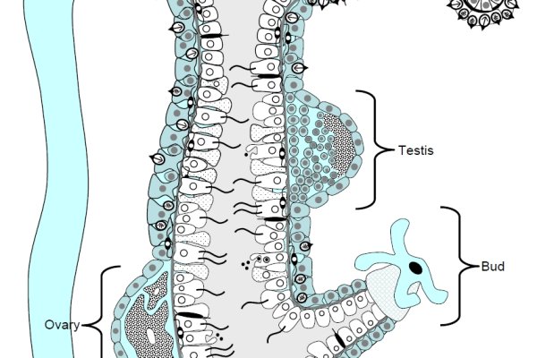 Kraken ссылка krakentor site